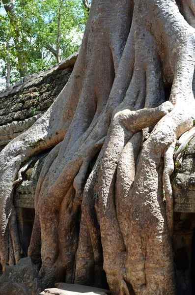 Antiguo templo cambodiano —  Fotos de Stock