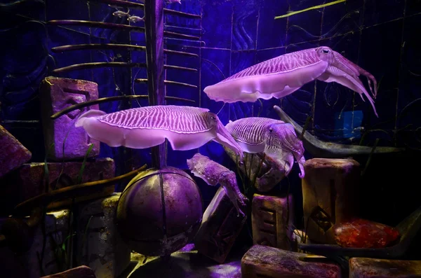 Oceanarium Aquarium of atlantis palm hotel — Zdjęcie stockowe