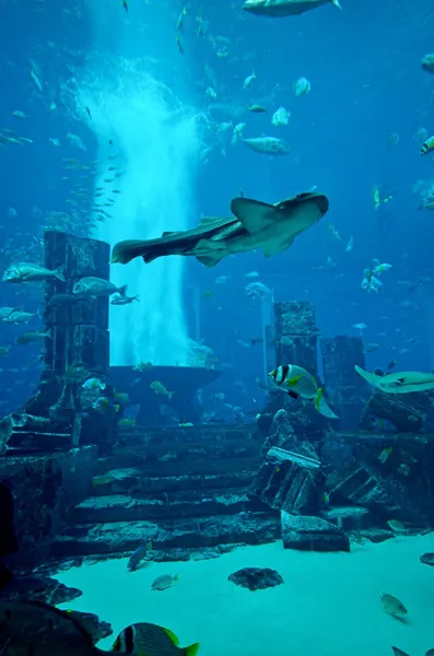 Oceanarium Aquarium of atlantis palm hotel — Zdjęcie stockowe