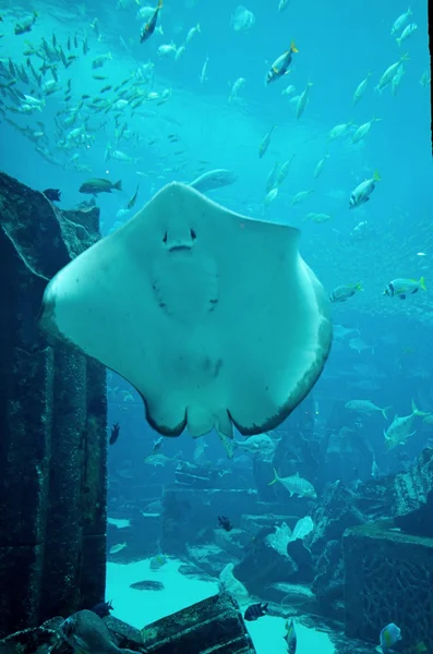 Atlantis palm hotel Aquarium — Stok fotoğraf