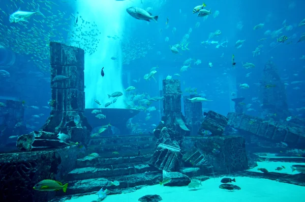 Oceanarium Aquarium of atlantis palm hotel — Zdjęcie stockowe