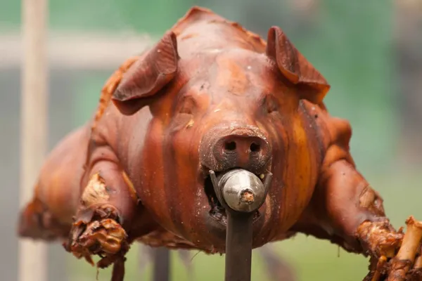 Porco sugador — Fotografia de Stock