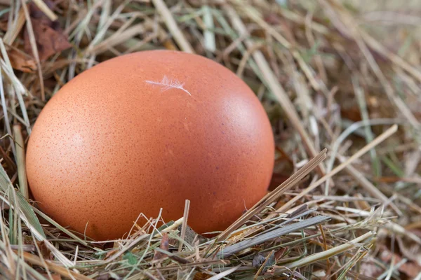 Bruin kippenei in een nest — Stockfoto