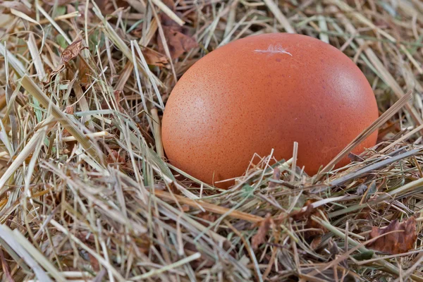Ovo de galinha marrom em um ninho — Fotografia de Stock