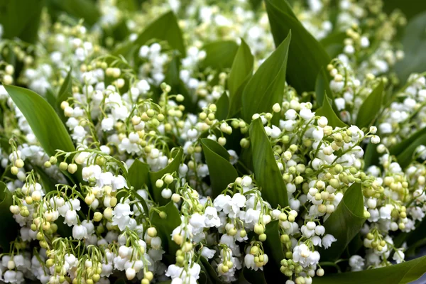Blume, Maiglöckchen — Stockfoto
