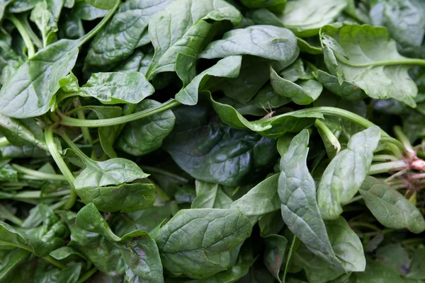 Fresh green leaf spinach — Stock Photo, Image