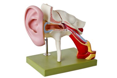 Auditory canal clipart