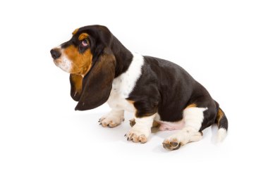 şirin basset köpek yavrusu