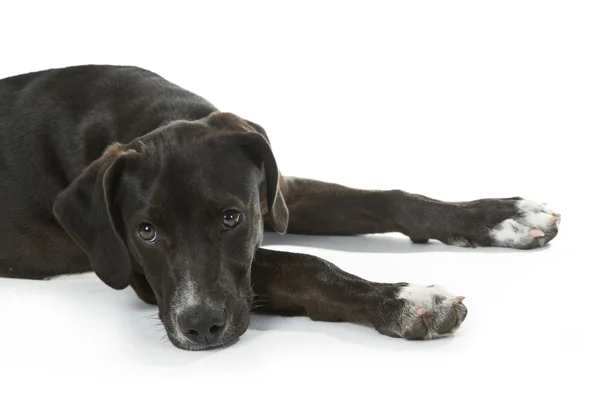 Cachorrinho labrador preto — Fotografia de Stock