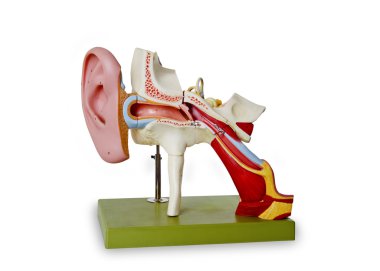 Model from auditory canal clipart