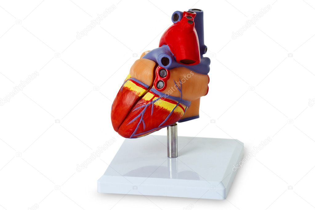 Model heart for medical demonstration