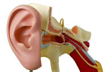 Model from auditory canal clipart