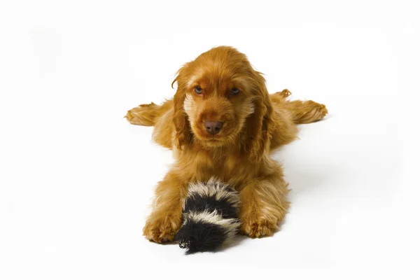 Cocker Spaniel Puppy — Stockfoto