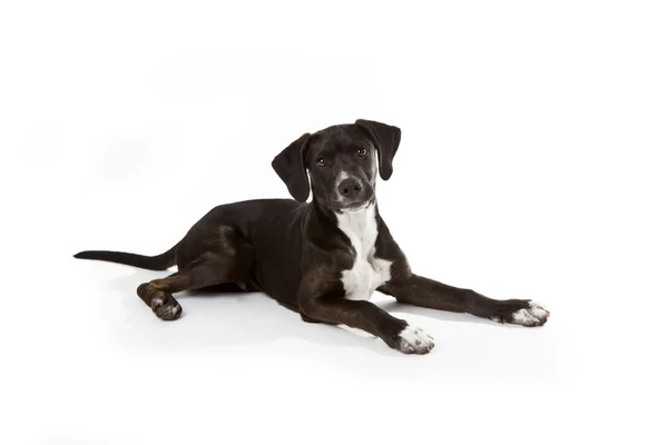 Black Labrador puppy — Stock Photo, Image