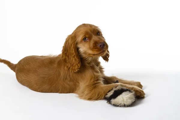 Cocker Spaniel puppy — Stock Photo, Image