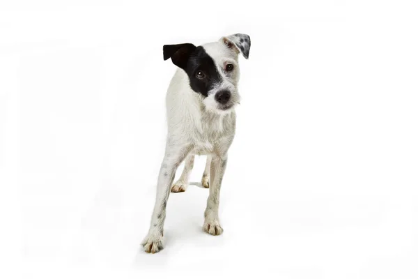 Parson Jack Russel — Fotografia de Stock