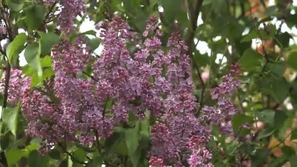 라일락 나무의 꽃 — 비디오