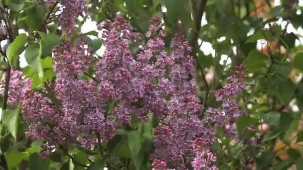 fleurs de lilas 
