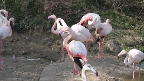 Flamants roses 