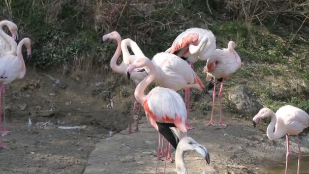 Flamants roses — Video