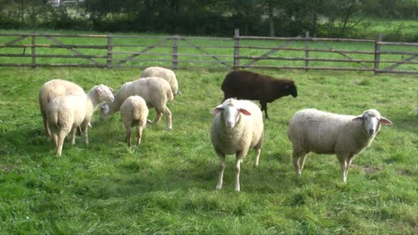 Moutons 