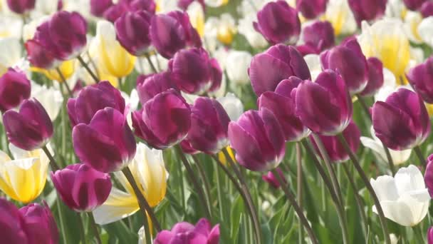 tulipe