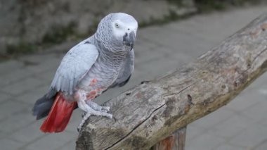 gri papağanYunan mutfağı kolaj