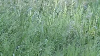 taze yeşil çim alan