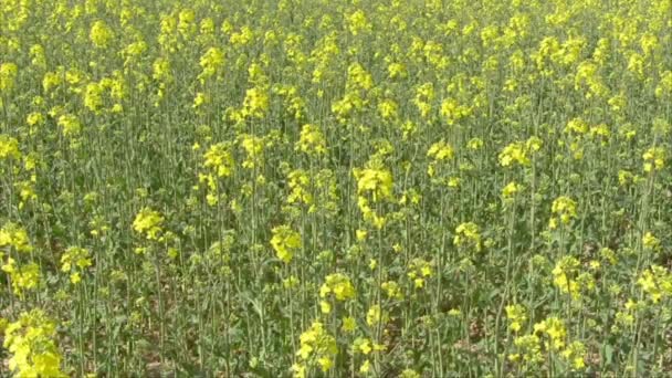 Semillas de canola — Vídeo de stock