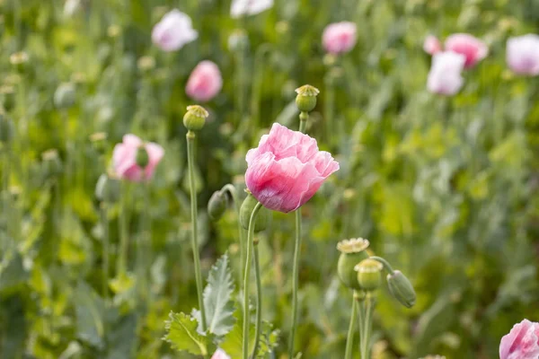 Beautiful Pink Poppies Blossom Summer Meadow — Stock Photo, Image