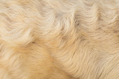 Arka plan olarak Golden Retriever 'dan köpek kürkü