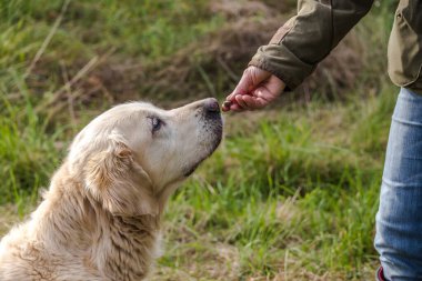 Yaşlı bir Golden Retriever 'ın köpek maması almasının ayrıntıları 