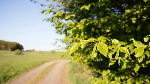 Arbusto Avelã Com Uma Bela Paisagem Primavera — Fotografia de Stock