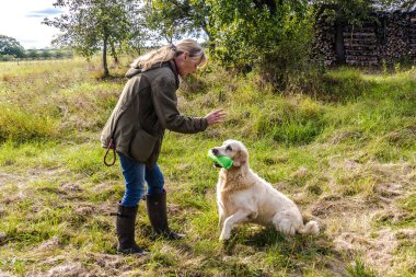 Köpek eğitmeni sonbaharda çayırda bir golden retriever eğitir..