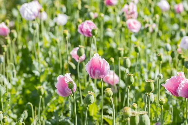 Beautiful Pink Poppies Blossom Summer Meadow — Stock Photo, Image