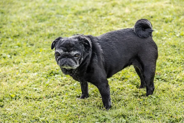 Black Senior Pug Posing Green Meadows — Stock Photo, Image