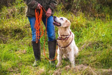 Köpek sahibi bir golden retriever ile eğitiyor..