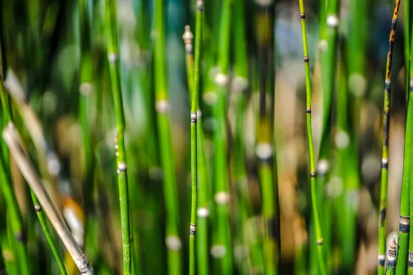 Abstract Background Image Green Marsh Plant Sprouts Horsetail Wintering Growing — Stock Photo, Image