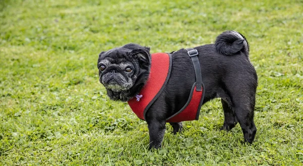 Black Senior Pug Dog Harness Posing Green Meadows — Stock Photo, Image