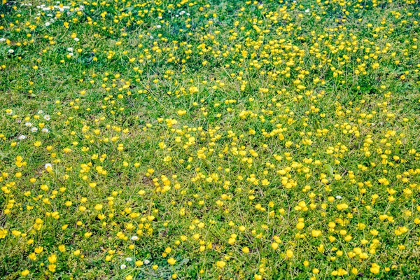 Green Meadow Springtime Buttercups Daisies Background — Stock Photo, Image