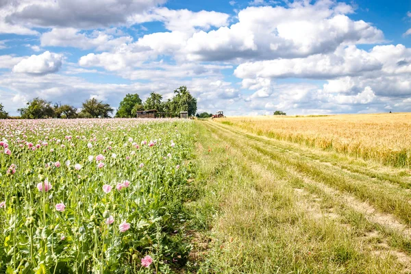 Pradera Verano Con Amapolas Hermosas Nubes Cielo — Foto de Stock