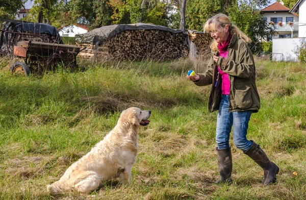 Hondentrainer Traint Een Golden Retriever Een Weide Herfst — Stockfoto