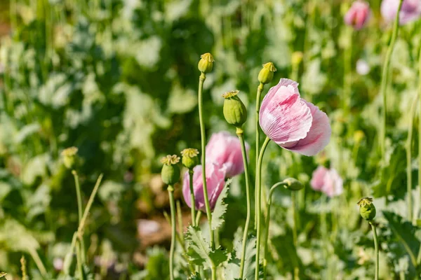 Beautiful Pink Poppies Blossom Summer Meadow — Stock Photo, Image