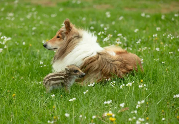 Javali Selvagem Brincando Com Collie Prado Primavera — Fotografia de Stock