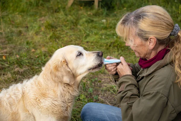 Detail Elderly Golden Retriever Getting Dog Treat Feed Tube — стоковое фото