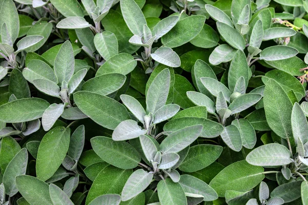 Salbei Wird Auf Einem Feld Angebaut Vollbild Aufnahme — Stockfoto