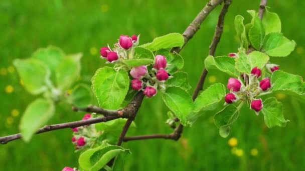 Kwitnący Gałąź Jabłoni Wiosnę Lekki Wiatr — Wideo stockowe