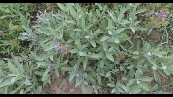 Sage Outdoor Field View Sage Windy Day Field — Stock Video