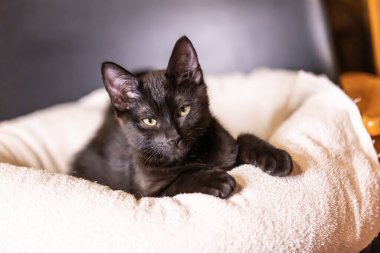 Güzel siyah yavru kedi portresi.