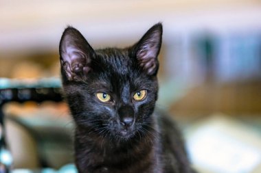 Güzel siyah yavru kedi portresi .
